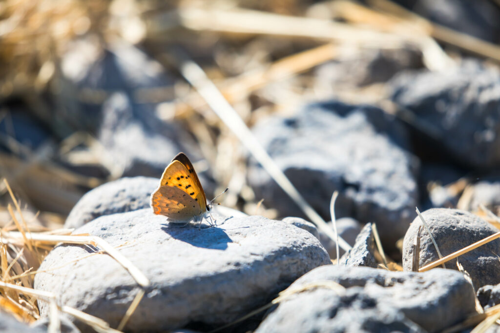 Macro Shot of Vibrant Butterfly on Sunlit Stones - Stunning Wallpaper