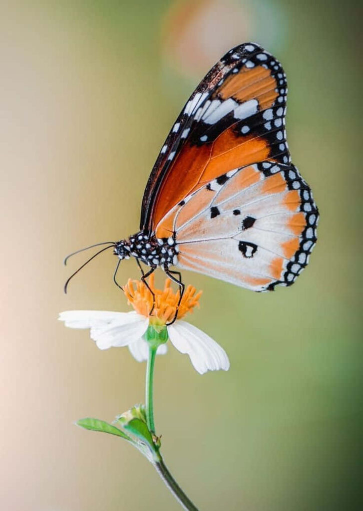 Stunning Butterfly on Flower - Orange and Black Wallpaper Background