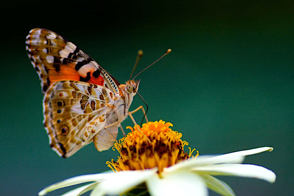 Stunning Painted Lady Butterfly Wallpaper: Nature's Beauty Unveiled
