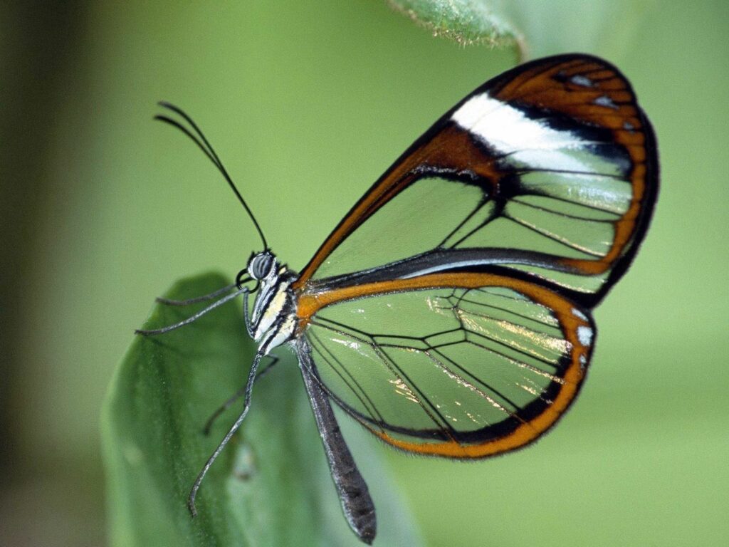 Vibrant Butterfly Wallpaper: Delicate Wings on Green Leaf