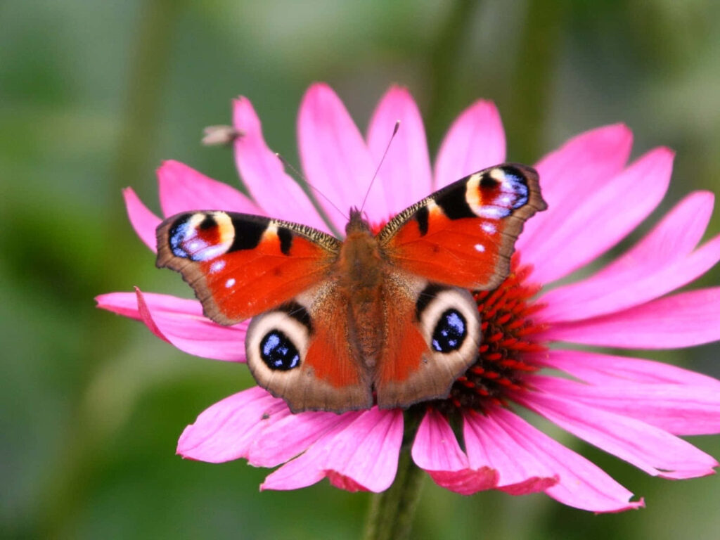 Vibrant Butterfly Wallpaper: Colorful Wings on Pink Flower