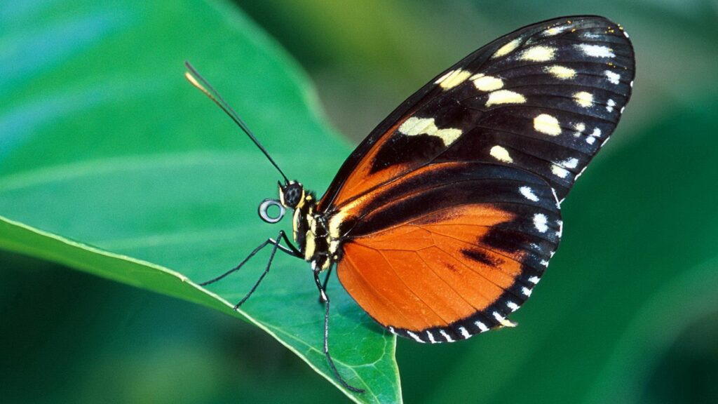 Vibrant Butterfly on Green Leaf: Stunning Nature Wallpaper Background