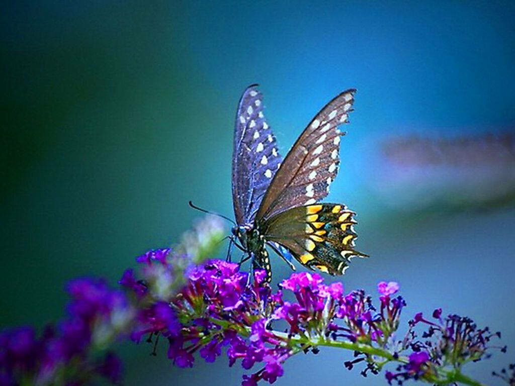 Stunning Butterfly Wallpaper on Vibrant Violet Flowers