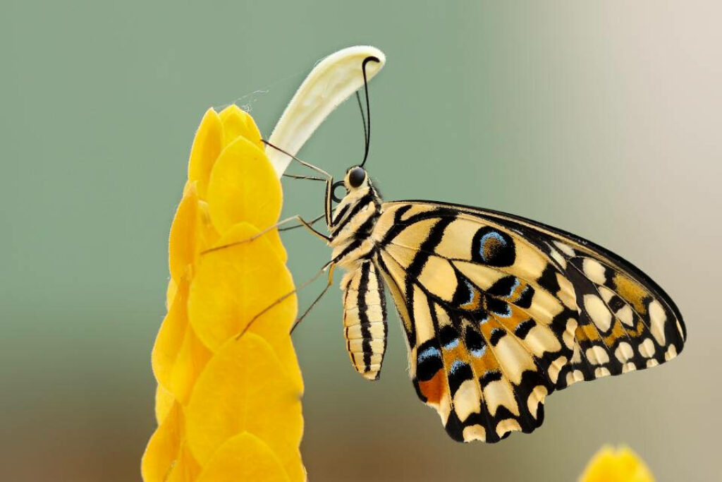 Stunning Butterfly Wallpaper: Vibrant Yellow Flower Background