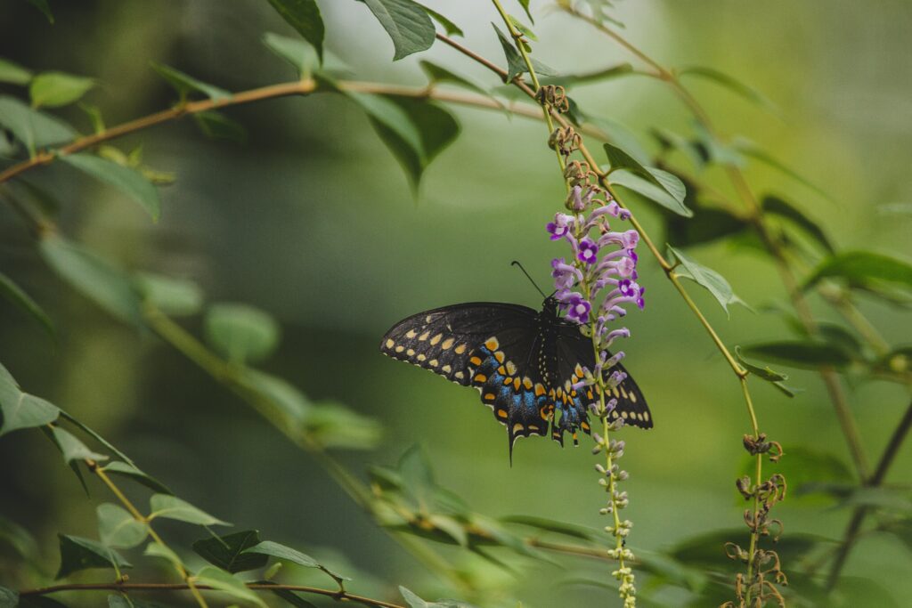 Vibrant Butterfly on Flower: Serene Tropical Background Wallpaper