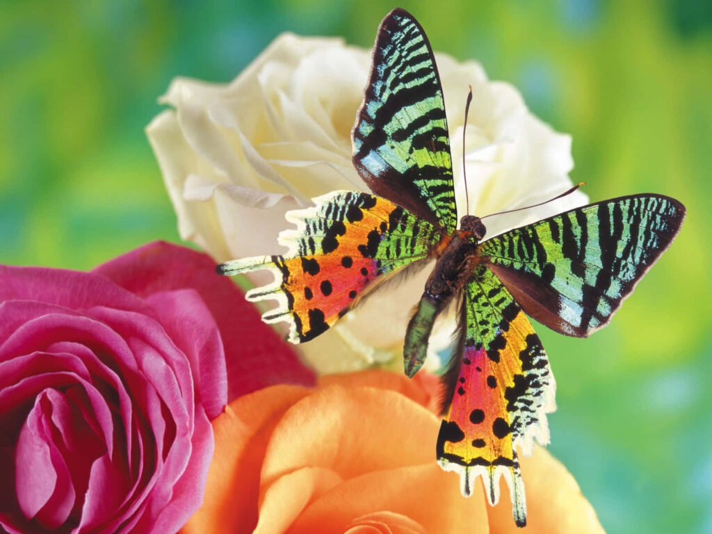Captivating Butterfly Wallpaper on Vibrant Roses with Blurred Green BG