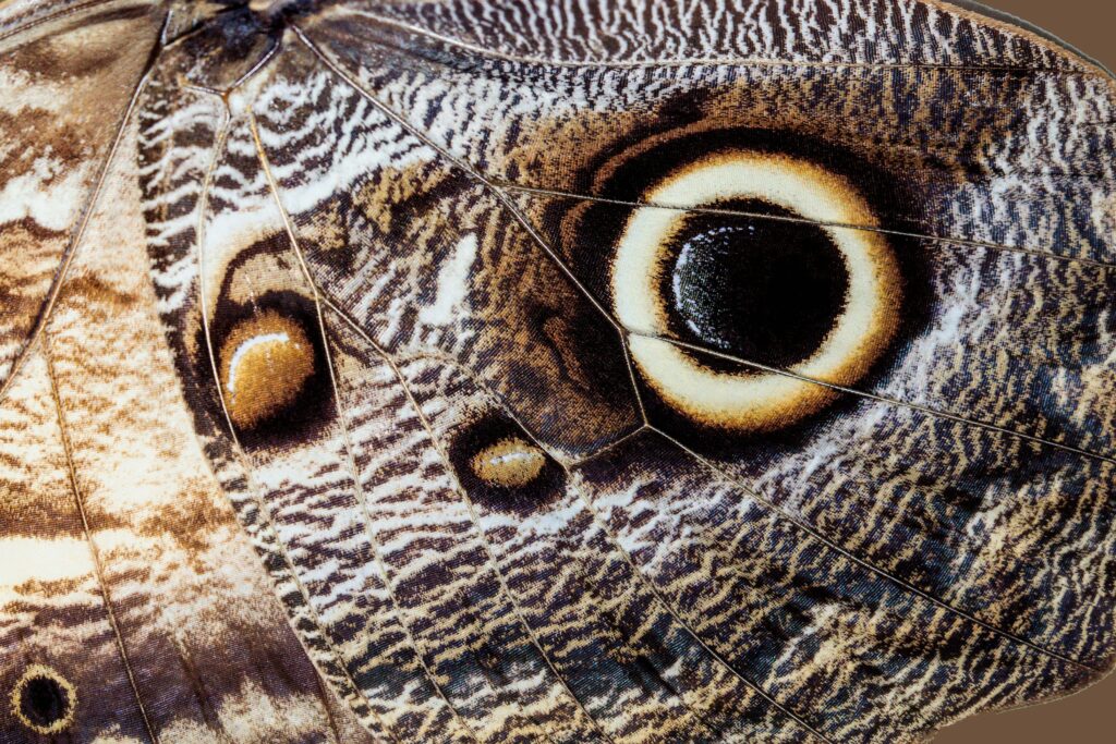 Intricate Butterfly Wing Pattern Wallpaper - Macro Close-Up Background