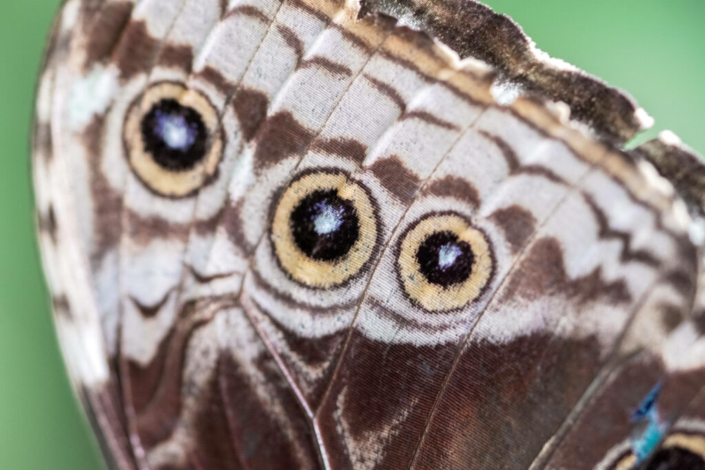 Intricate Butterfly Wings Close-Up: Stunning Patterns & Earthy Tones Wallpaper
