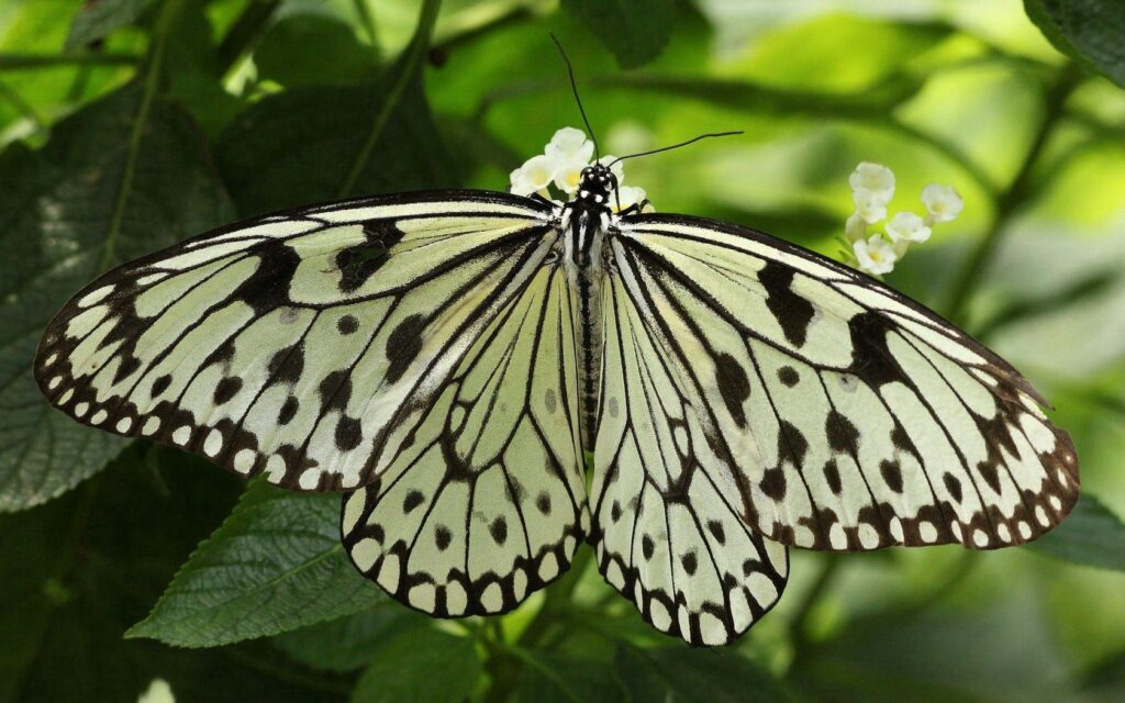 Delicate Butterfly on Green Leaves - Nature Wallpaper Background