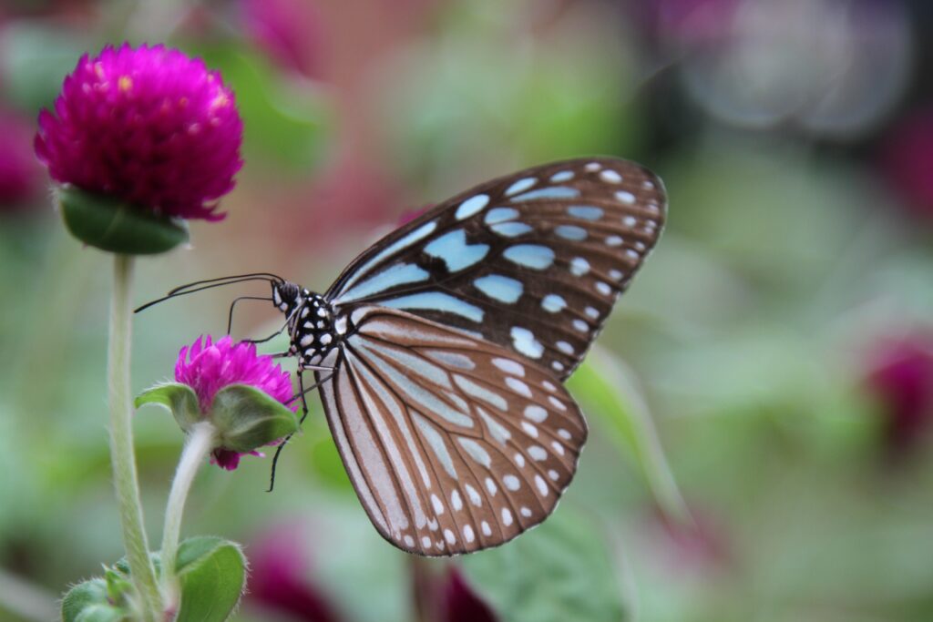 Delicate Blue and Brown Butterfly on Vibrant Pink Flower Wallpaper