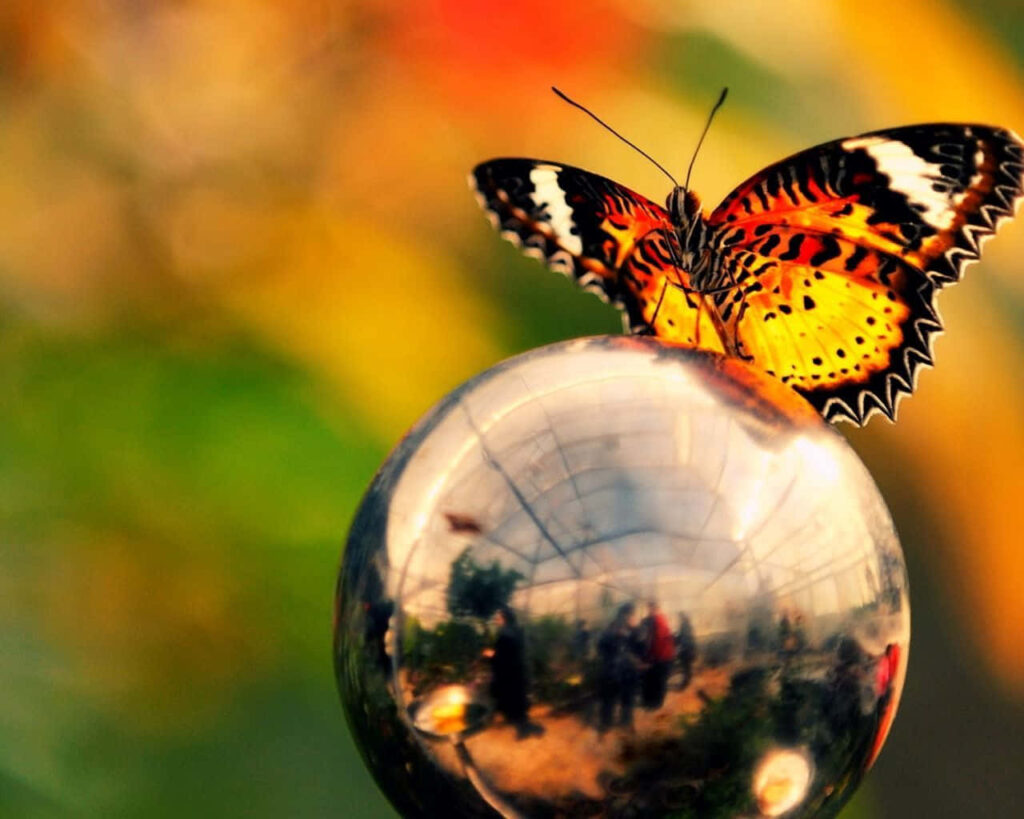 Stunning Butterfly on Reflective Sphere: Colorful Wallpaper Background