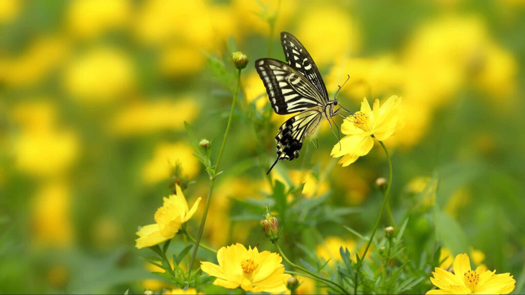 Close-Up Butterfly on Yellow Flower: Serene Nature Background Wallpaper