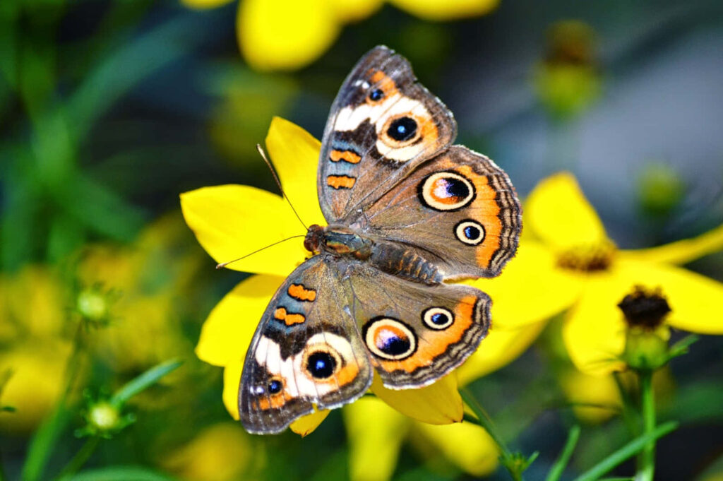 Stunning Butterfly Wallpaper: Intricate Patterns on Yellow Flower