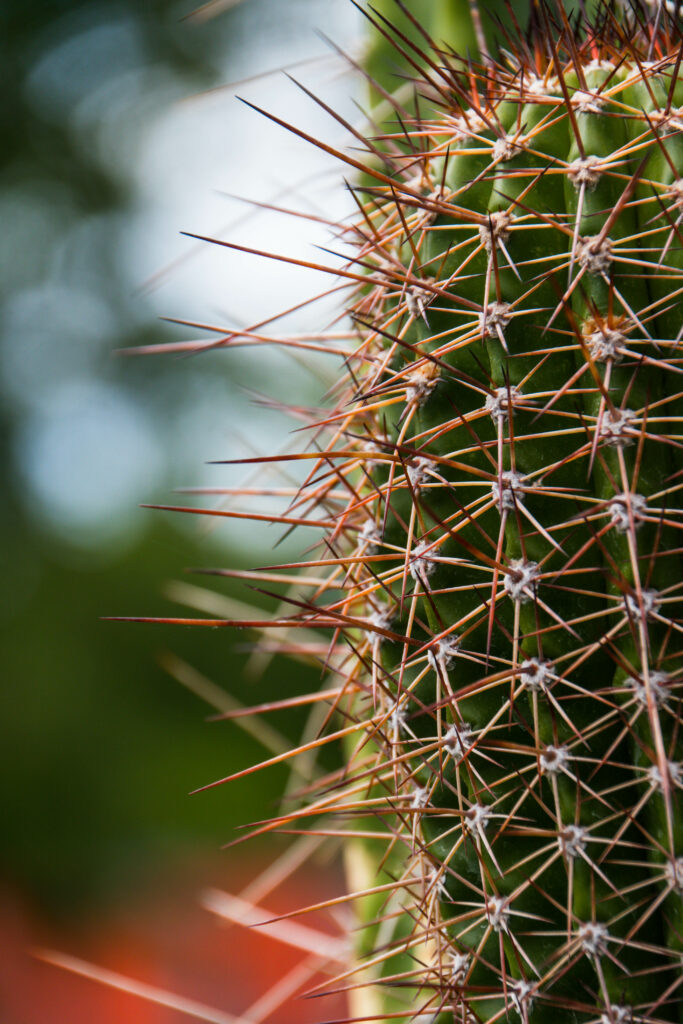Intricate Cactus Needles: Close-Up Wallpaper with Soft Natural Blurs
