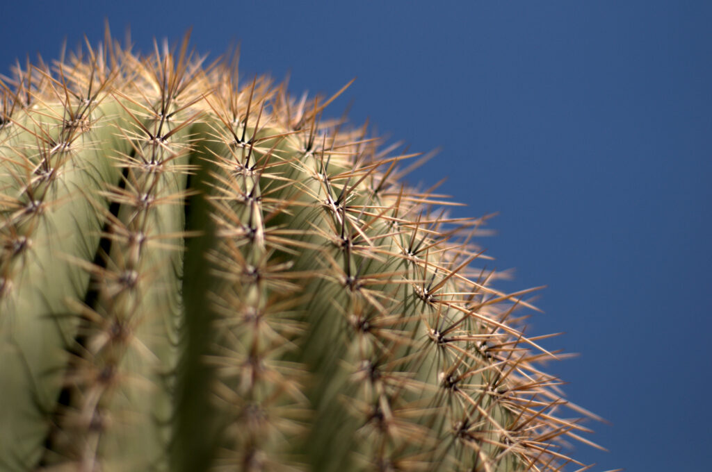 Macro Cactus with Sharp Needles | Blurred Blue Wallpaper Background