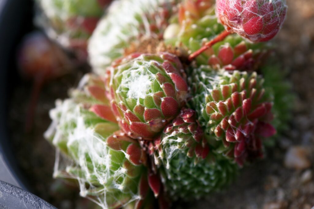 Vibrant Cactus Close-Up: Macro Shot with Colorful Textures | Wallpaper