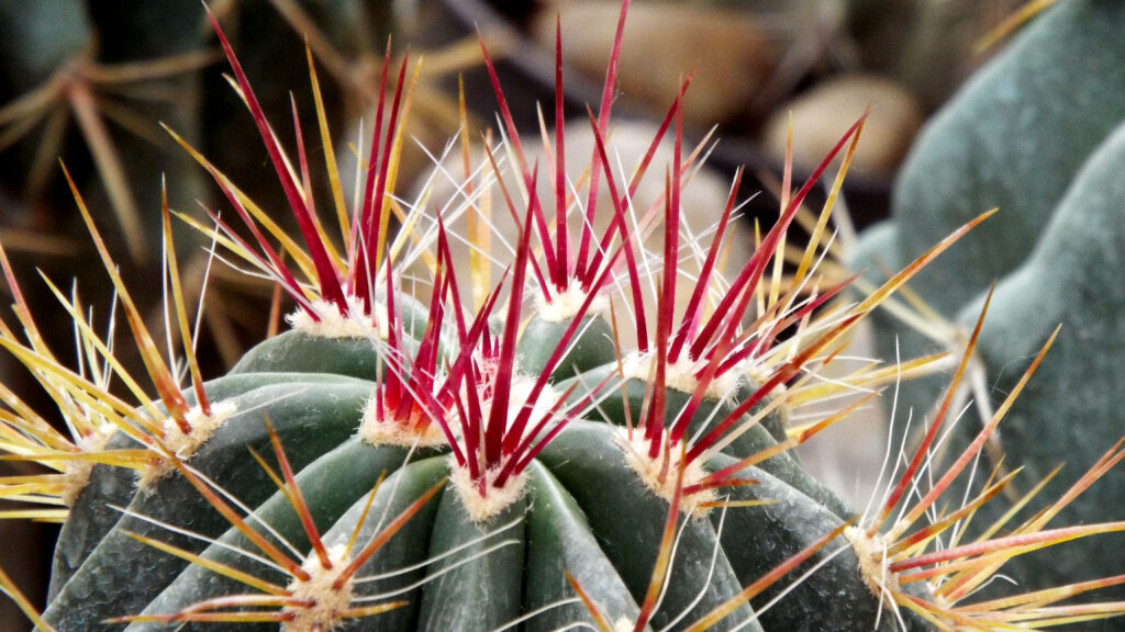 Vibrant Red-Tipped Cactus: Nature's Resilient Beauty Background Wallpaper