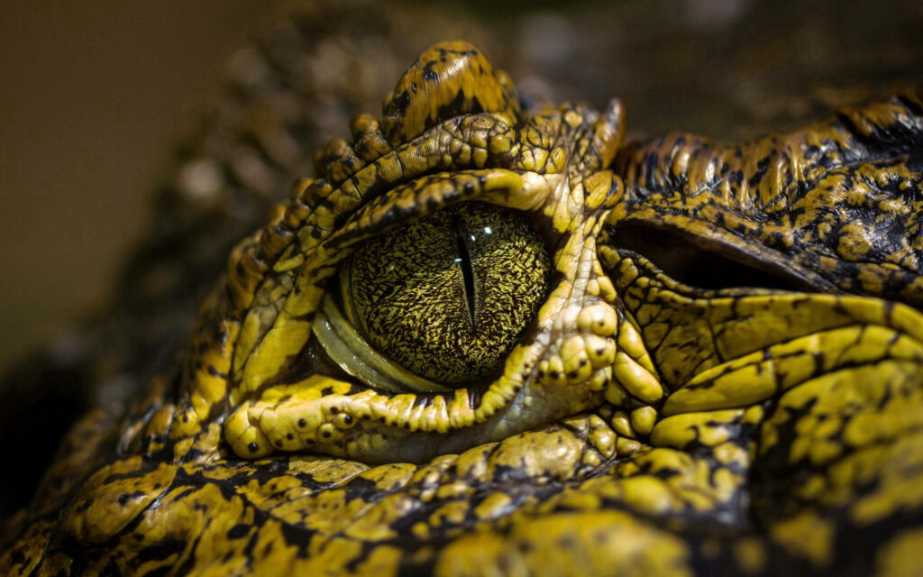 Intricate Caiman Eye Wallpaper: Vivid Green Patterns & Textured Scales