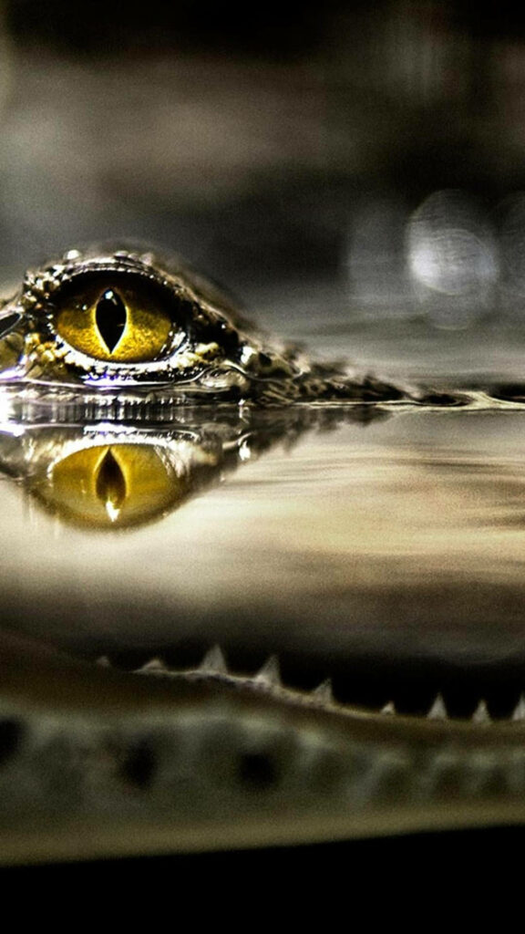 Close-Up of Caiman's Eye: Glossy Reflection in Water Background Wallpaper