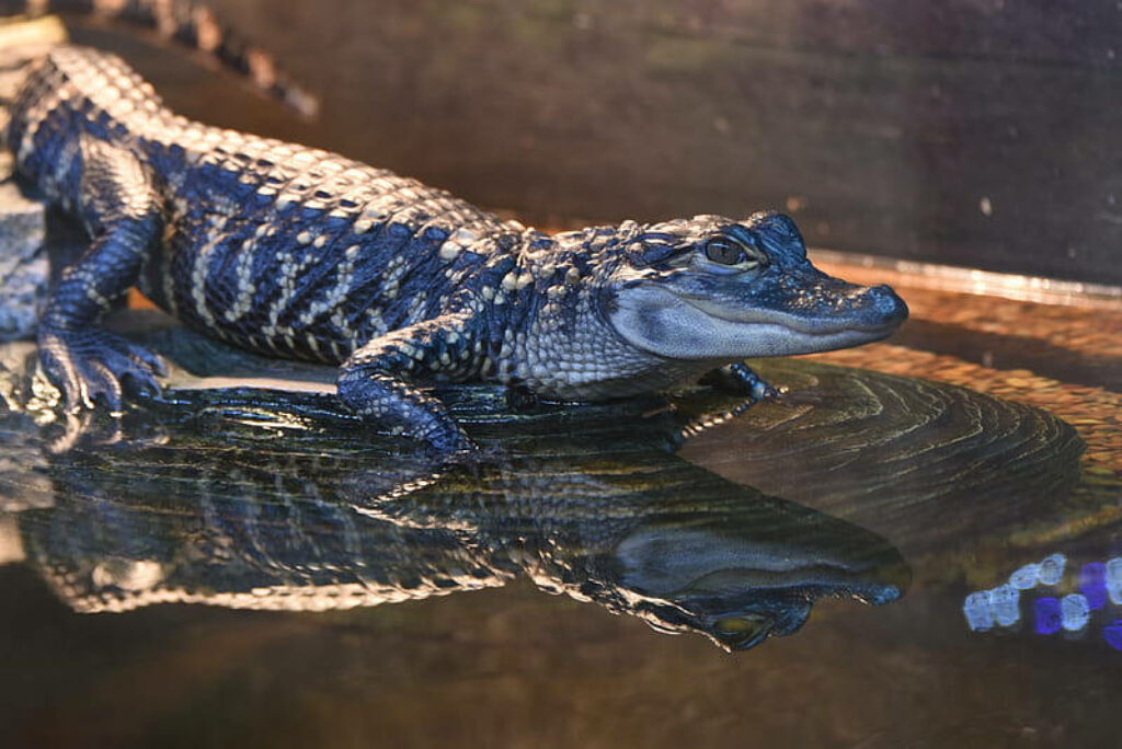 Close-Up Caiman Walks on Water: Stunning Natural Wallpaper