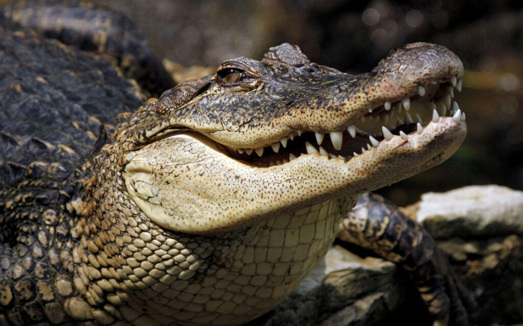 Close-Up of a Caiman: Majestic Presence in Natural Habitat Wallpaper