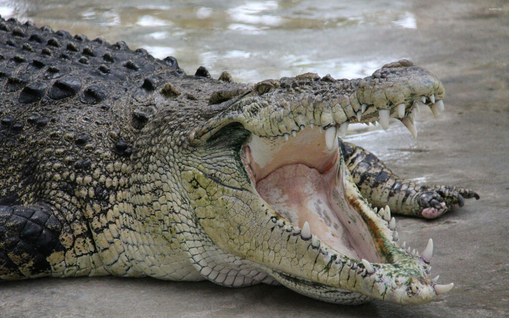 Stunning Caiman Wallpaper: Fierce Open Mouth & Scaly Textures