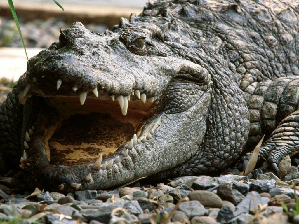 Close-Up of Caiman's Powerful Teeth Amidst Pebbles and Greenery Wallpaper