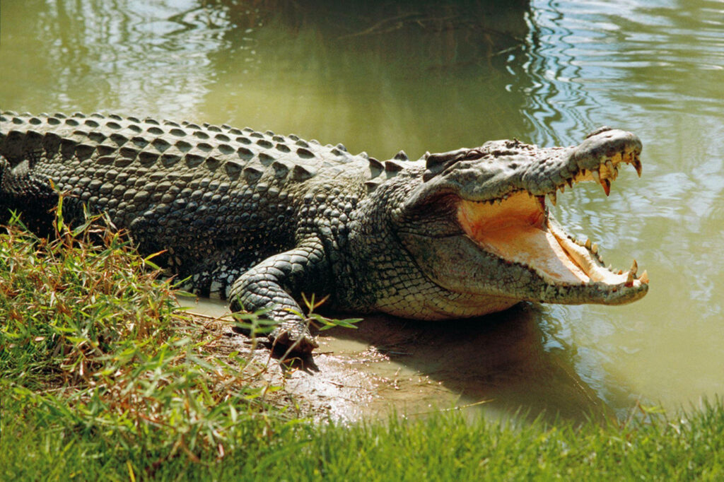 Formidable Caiman Captured: Water & Grass Contrast Wallpaper