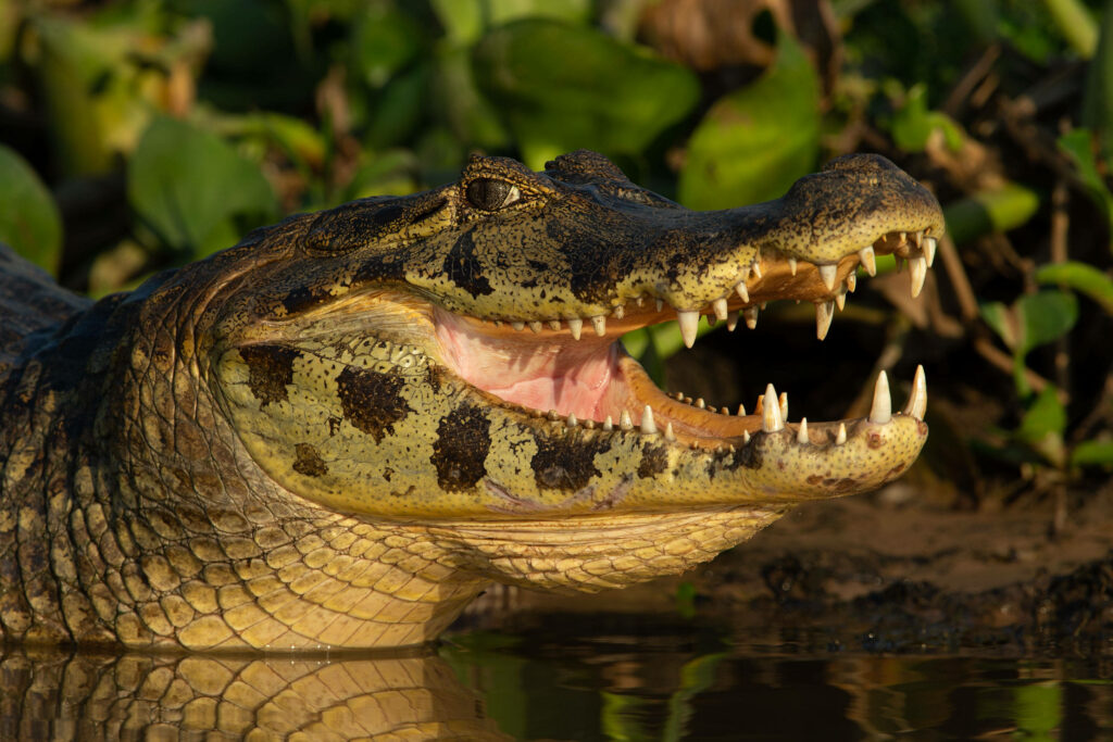 Vibrant Caiman Wallpaper: Open Mouth, Sharp Teeth & Lush Greenery