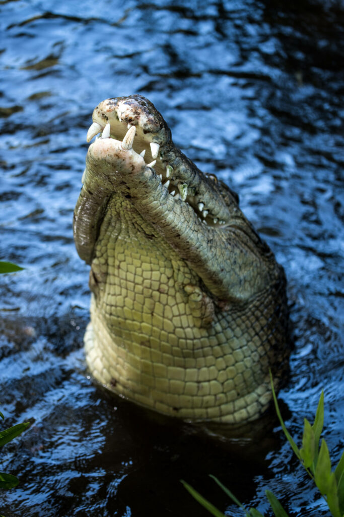 Caiman Snout Emerges: Textured Scales & Sharp Teeth in Water Wallpaper