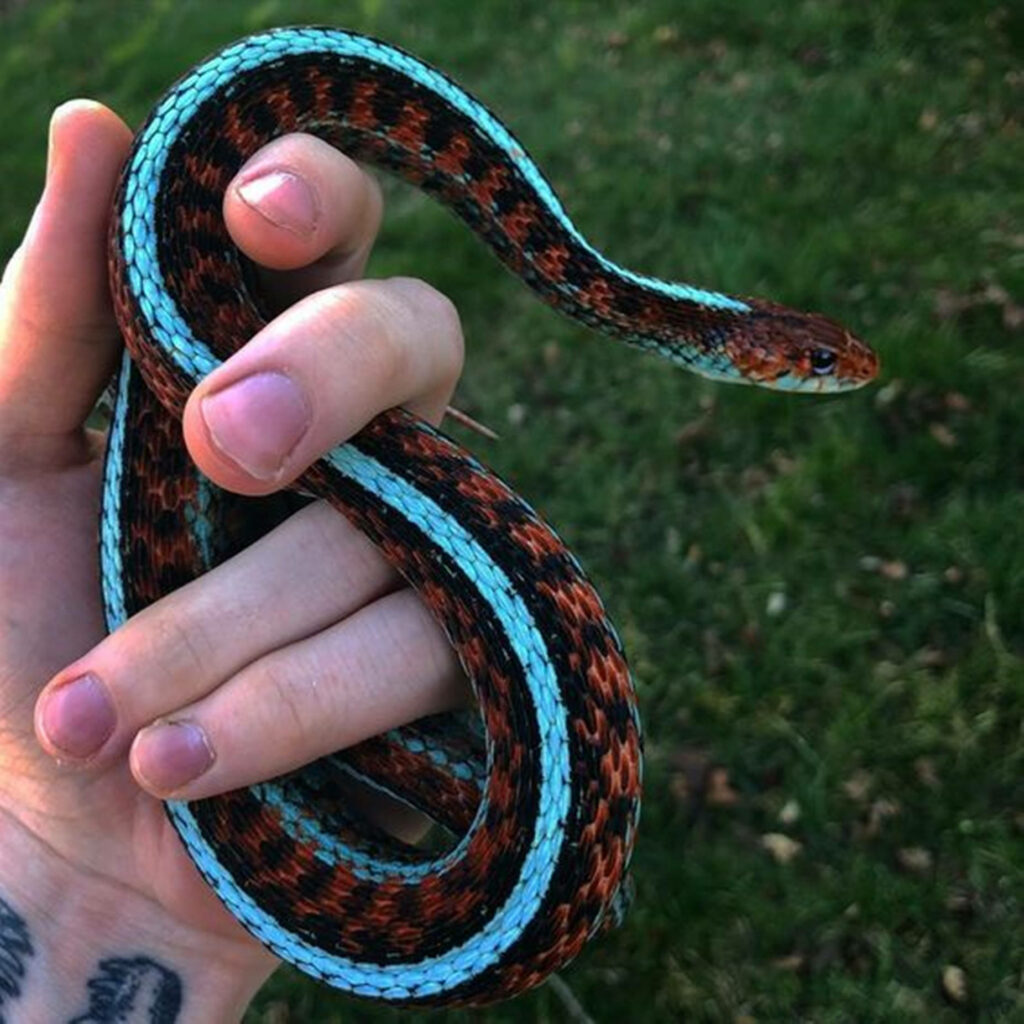 Vibrant California Garter Snake Wallpaper: Neon Blue & Orange Art