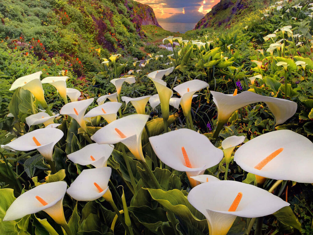 Serene Calla Lily Field Wallpaper with Sunset and Rolling Hills