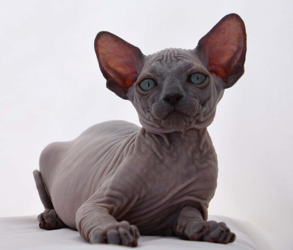 Stunning Canadian Sphynx Cat Wallpaper: Graceful & Unique Design