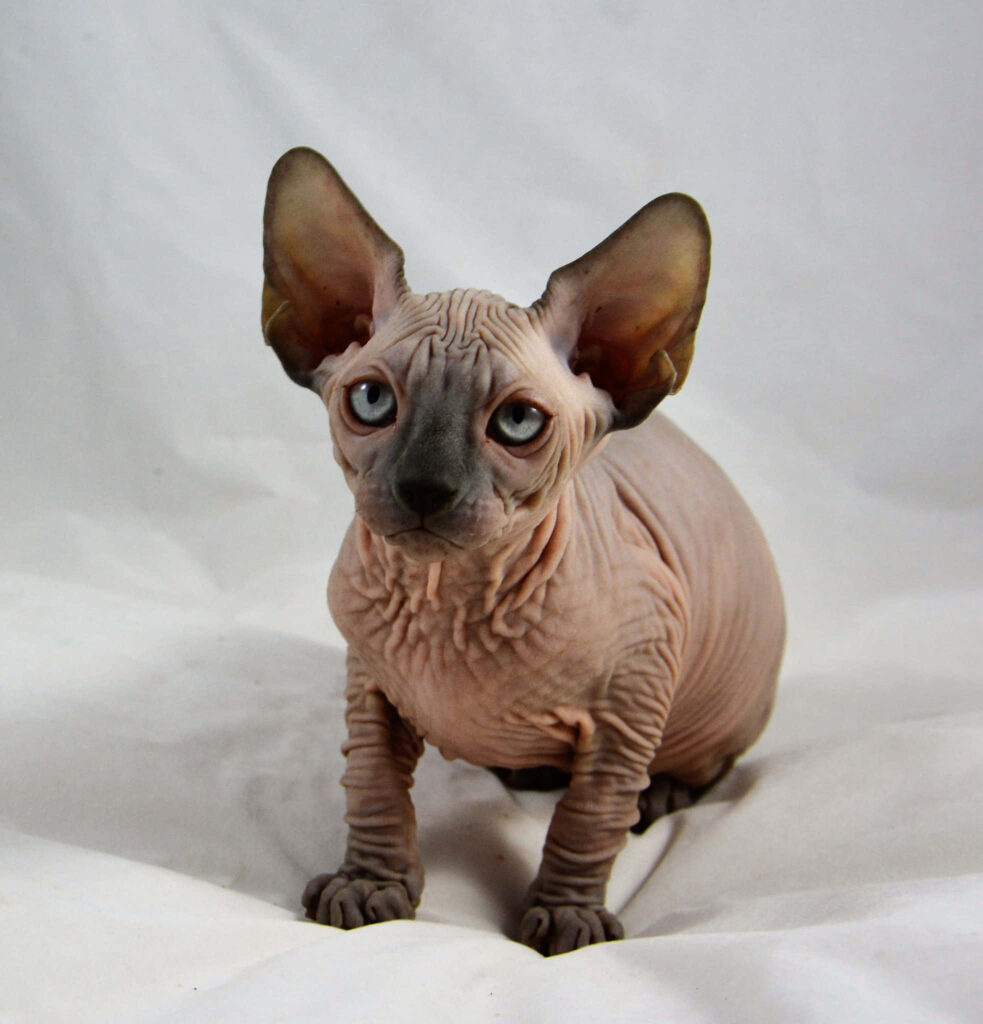 Stunning Canadian Sphynx Cat Wallpaper: Blue Eyes & Hairless Skin