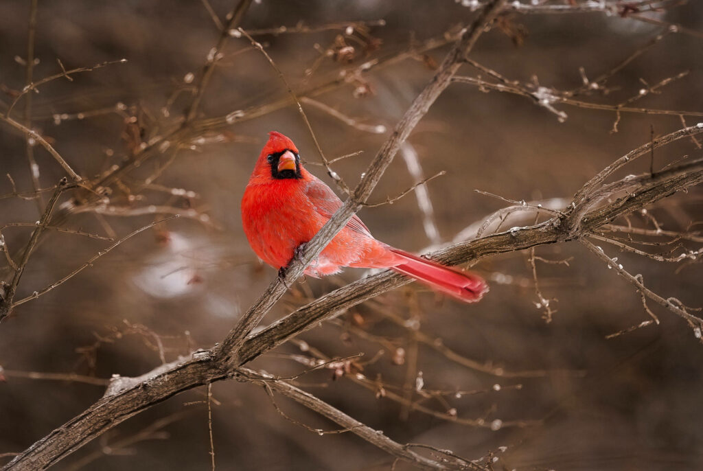 Serene Winter Scene: Red Cardinal on Bare Branches Wallpaper