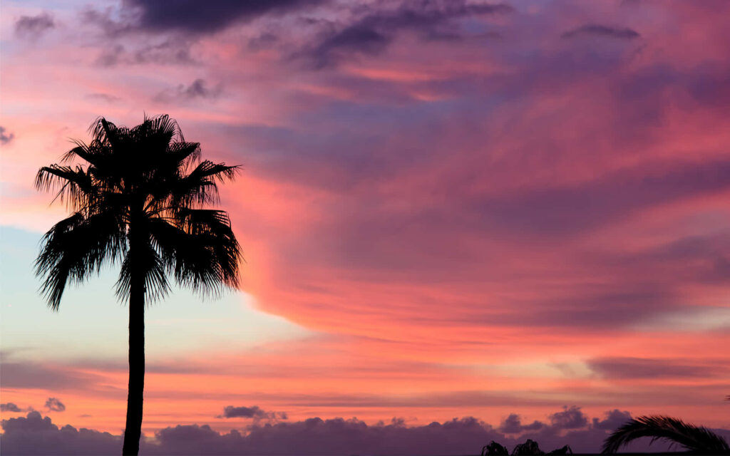Caribbean Sunset Wallpaper: Tranquil Silhouetted Palm Tree Scene