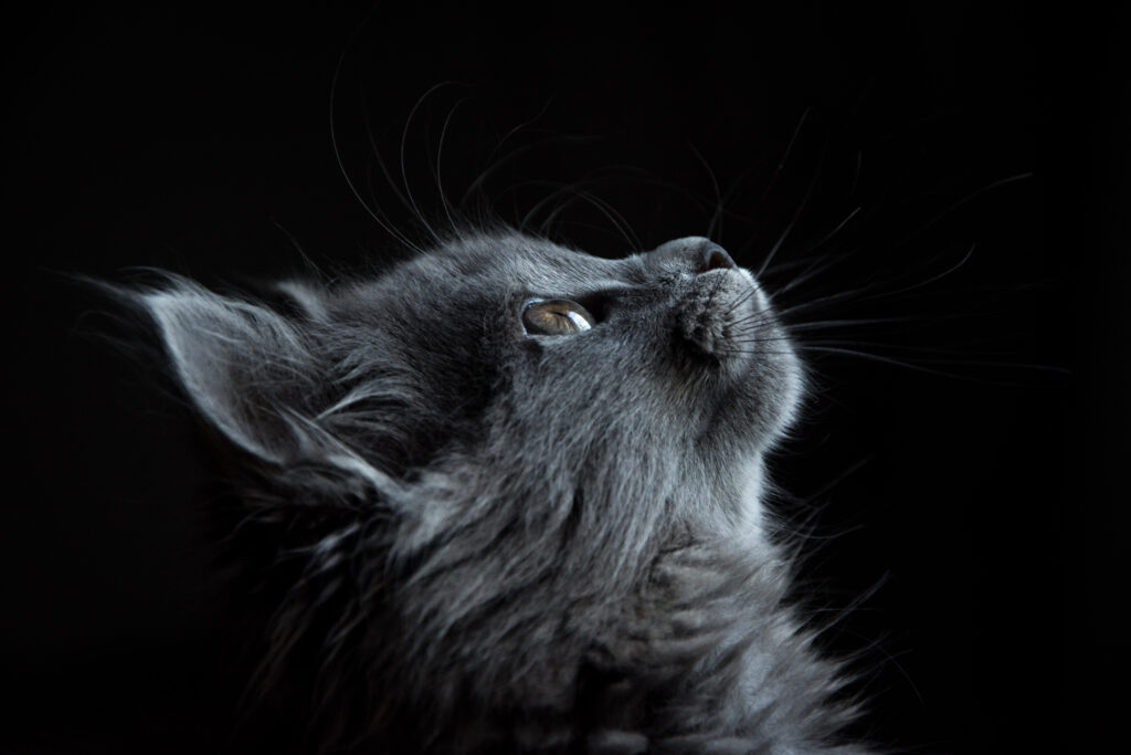 Elegant Cat Muzzle Wallpaper: Striking Profile on Black Background