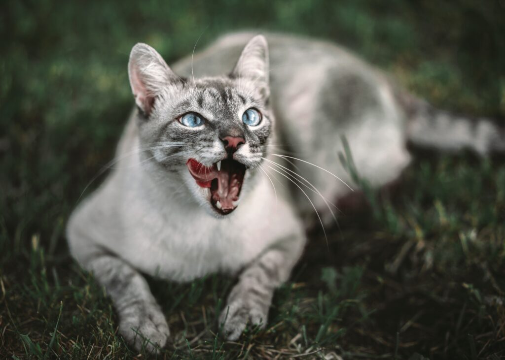 Stunning Cat Wallpaper: Blue-Eyed Feline with Playful Expression