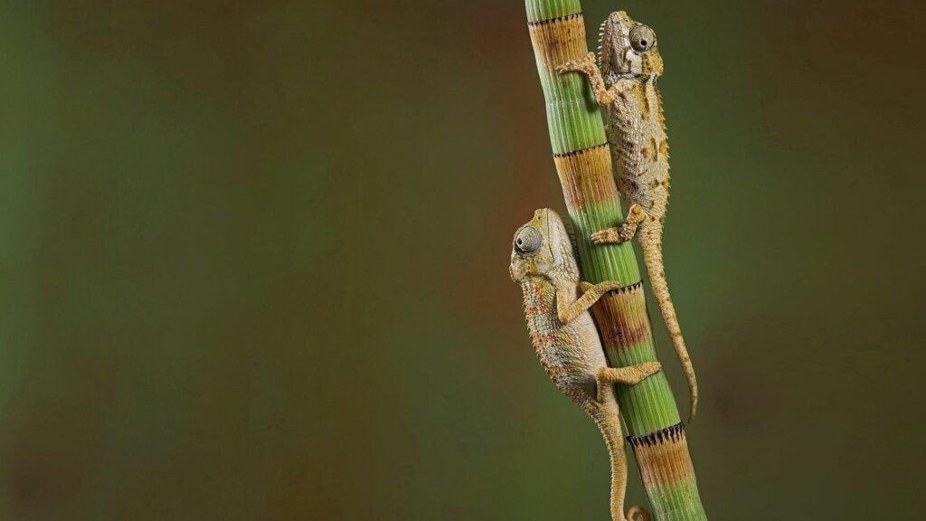 Chameleons Climbing: Textured 1920x1080 Wallpaper for Nature Lovers