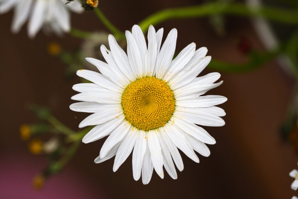 Close-Up Chamomile Flower Wallpaper: Delicate White Petals & Yellow Pollen
