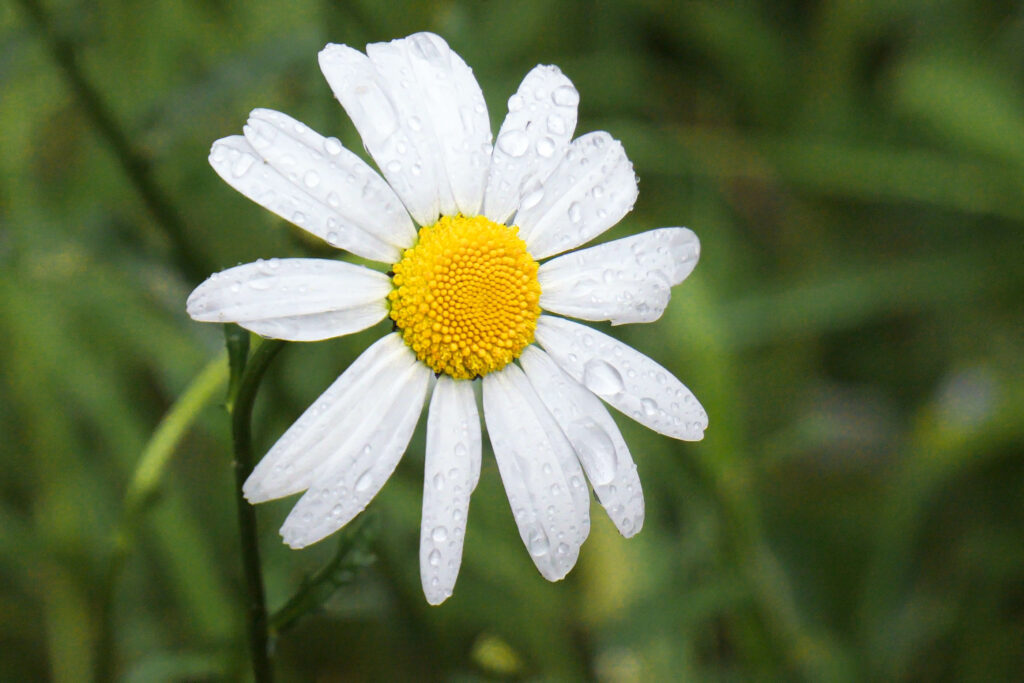 Stunning Chamomile Macro Wallpaper: Delicate Petals & Green Background