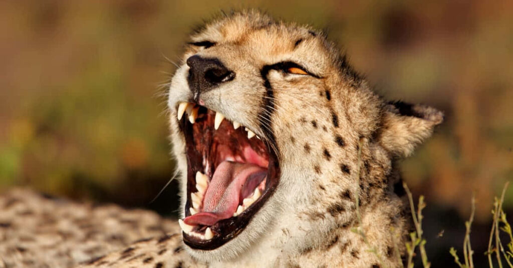 Fierce South African Cheetah Close-Up Wallpaper in Wild Background