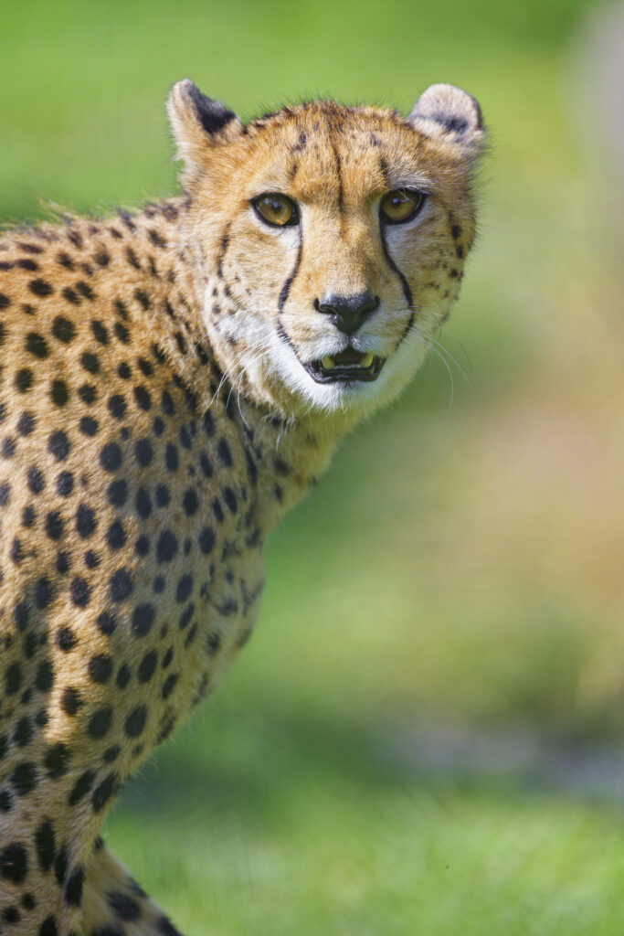 Vibrant Cheetah Close-Up: Agile Predator with Spotted Coat Wallpaper