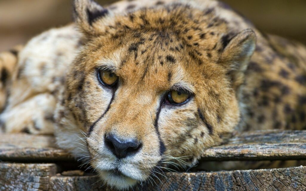 Elegant Cheetah Close-Up Wallpaper | Serene & Contemplative Design