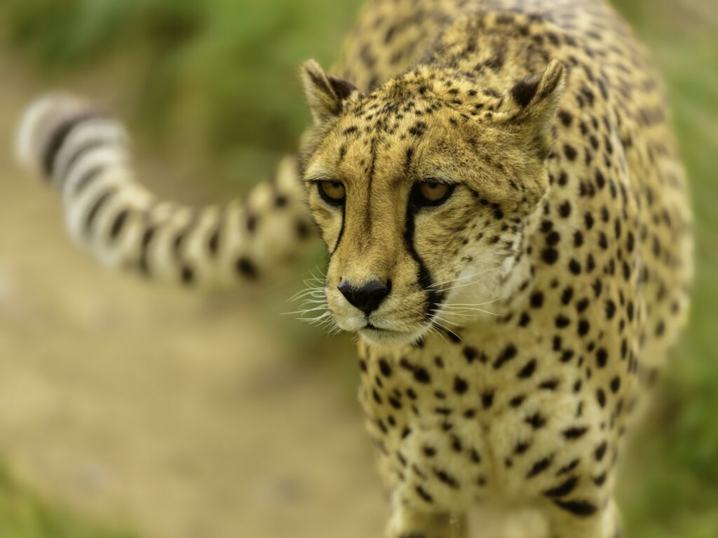 Stunning Cheetah Close-Up Wallpaper: Intense Gaze & Blurred Background