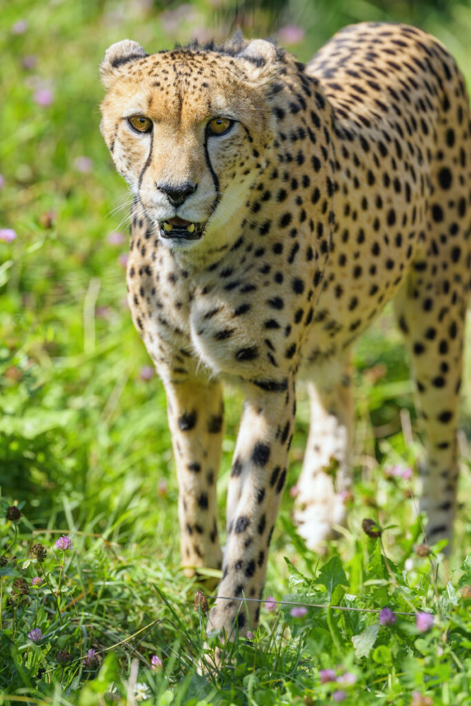 Stunning Cheetah Portrait in Lush Green Landscape Wallpaper