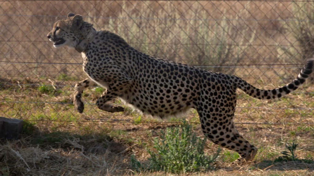 Cheetah Sprinting in Savannah: Grace and Speed Wallpaper