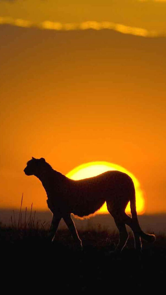 Majestic Cheetah Silhouette at African Sunset - Stunning HD Background Wallpaper