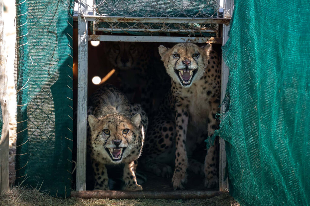 Cheetahs in Shade: Majestic Big Cats Against African Terrain Wallpaper