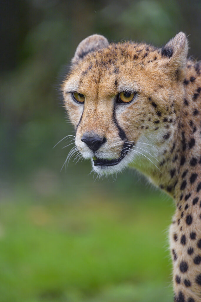 Stunning Cheetah Wallpaper: Elegance & Intensity in Nature
